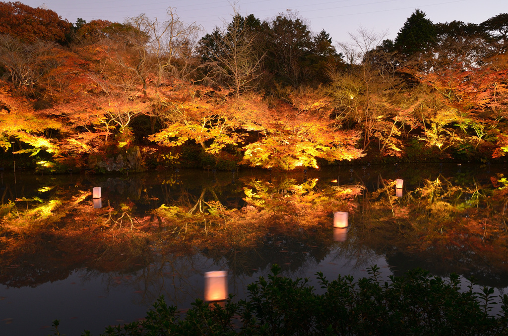 御船山楽園2019-4　秋　大池点灯