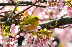 白野江2022　3月-05　河津桜とサクジロー②