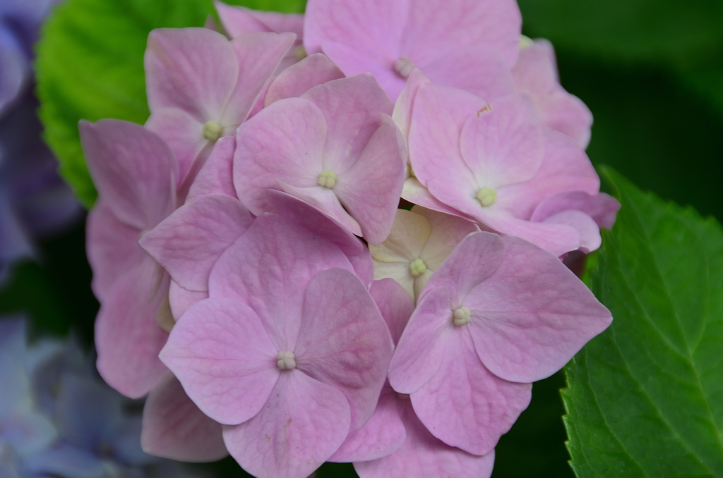 ANTS2020 ６月　紫陽花③ 