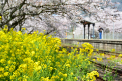 採銅所駅2022　春-3　菜の花と2番乗り場