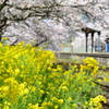 採銅所駅2022　春-3　菜の花と2番乗り場