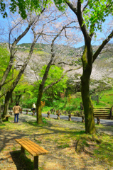 足立公園2020　春　散策　桜とベンチ
