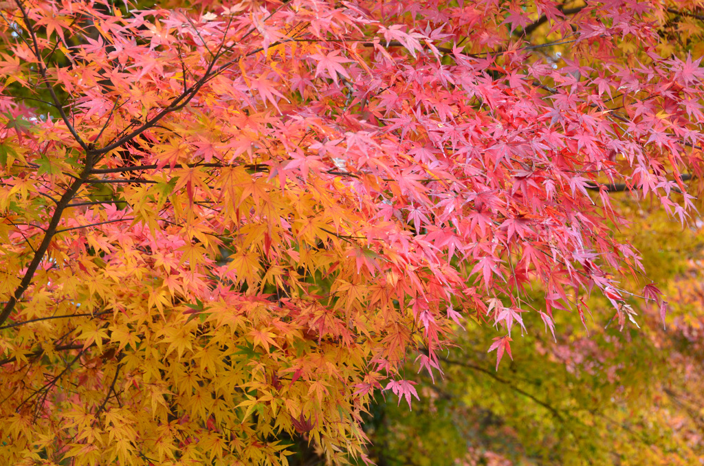 鱒渕ダム2018　紅葉③