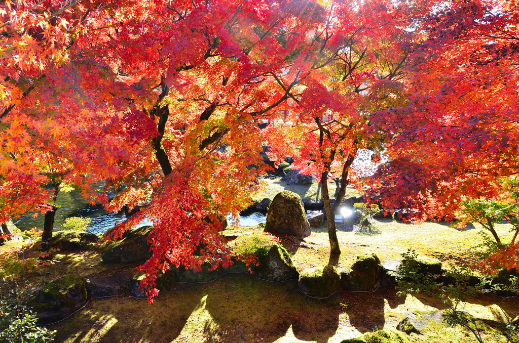 渓石園2020　11月-1　紅葉①