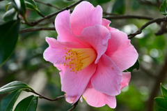 白野江2021　2月-2　山茶花