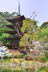 瑠璃光寺2021　3月-4　花桃と五重塔