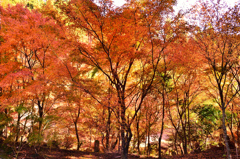 環境芸術の森2020　秋-3　紅葉