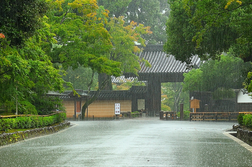 雨の金閣寺　参道