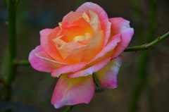 白野江2019　11月　薔薇　ｴﾙ