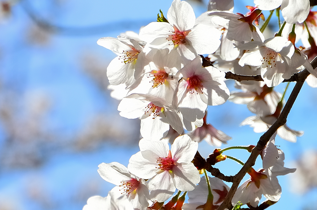 小倉城2022　4月　桜　ソメイヨシノ
