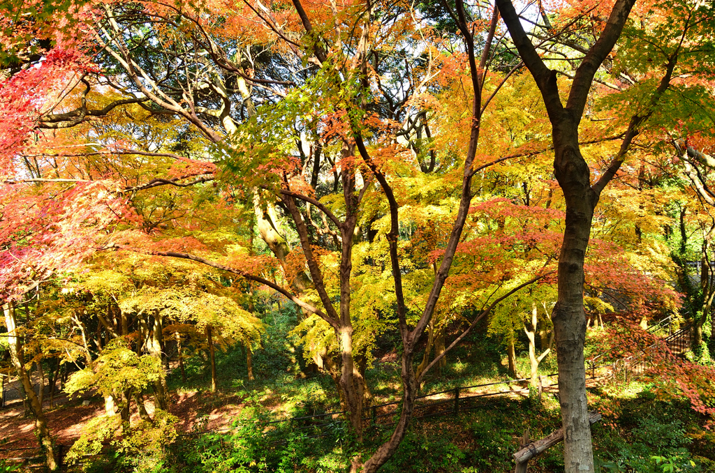 足立公園2020　12月-2　紅葉