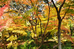 足立公園2020　12月-2　紅葉