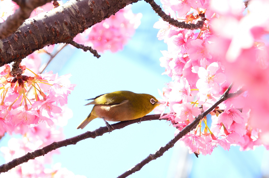 グリーンパーク2020　2月　目白＆河津桜①