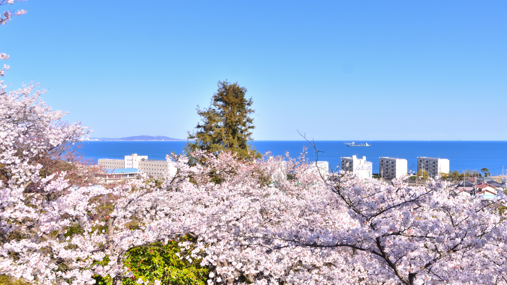 白野江2022　4月-2　桜広場の展望台