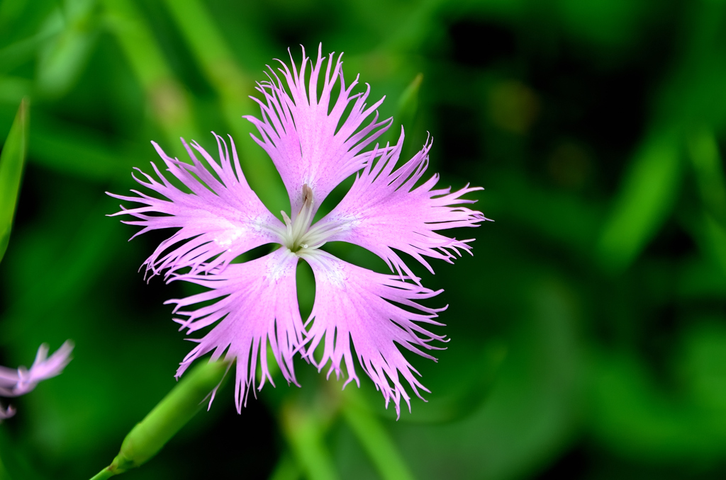 白野江2022　7月-8　カワラナデシコ