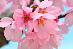 三萩野公園022　3月-1　桜の蕊