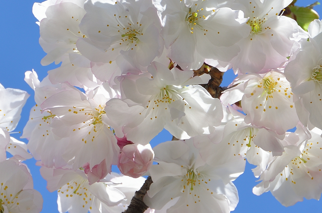 小倉城2022　4月-4　桜　有明