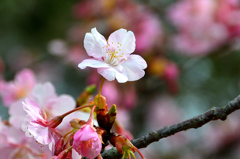 白野江2020　2月-2　寒桜