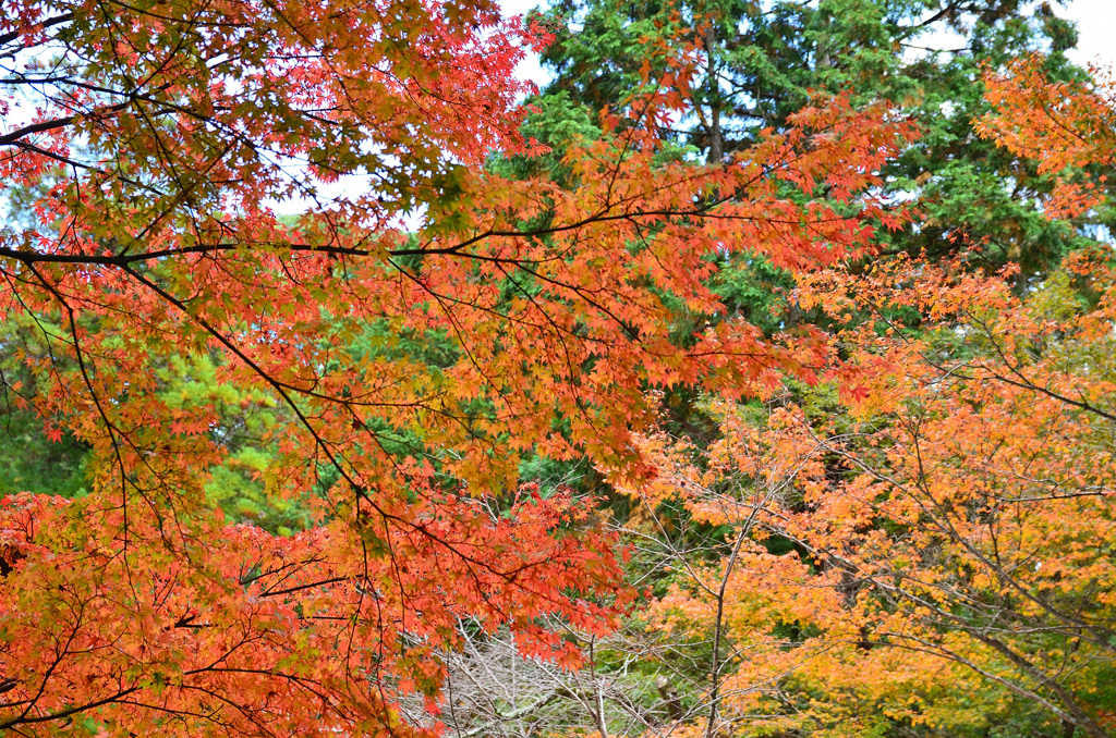 仁比山神社2019-1　紅葉