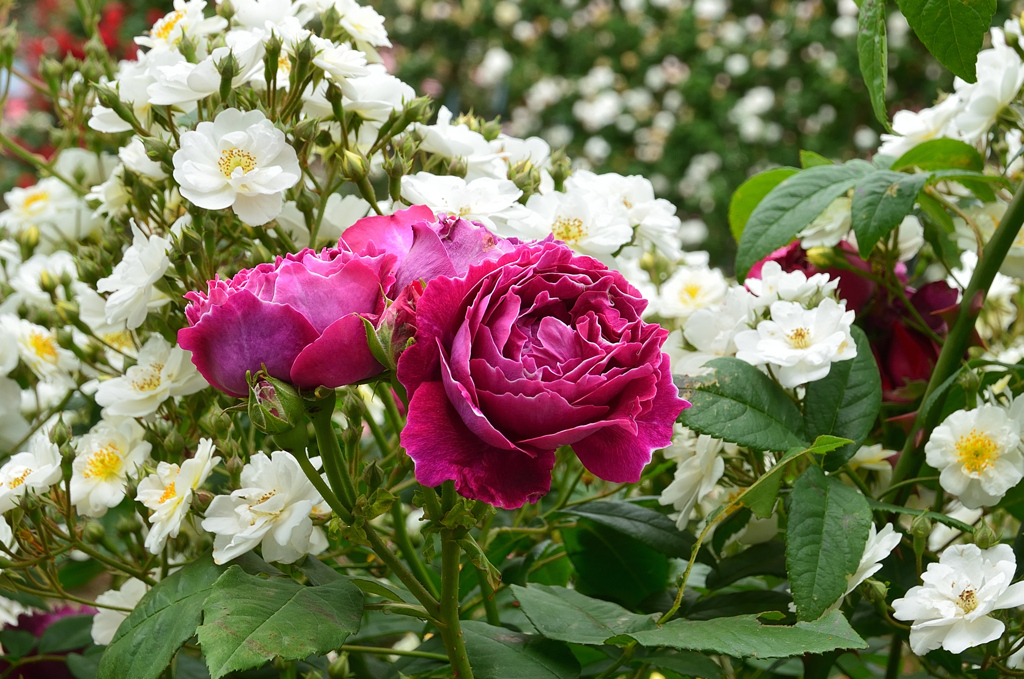 グリーンパーク2021　5月-10　薔薇　バロンジロードラン