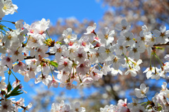 足立公園2020　春　桜3