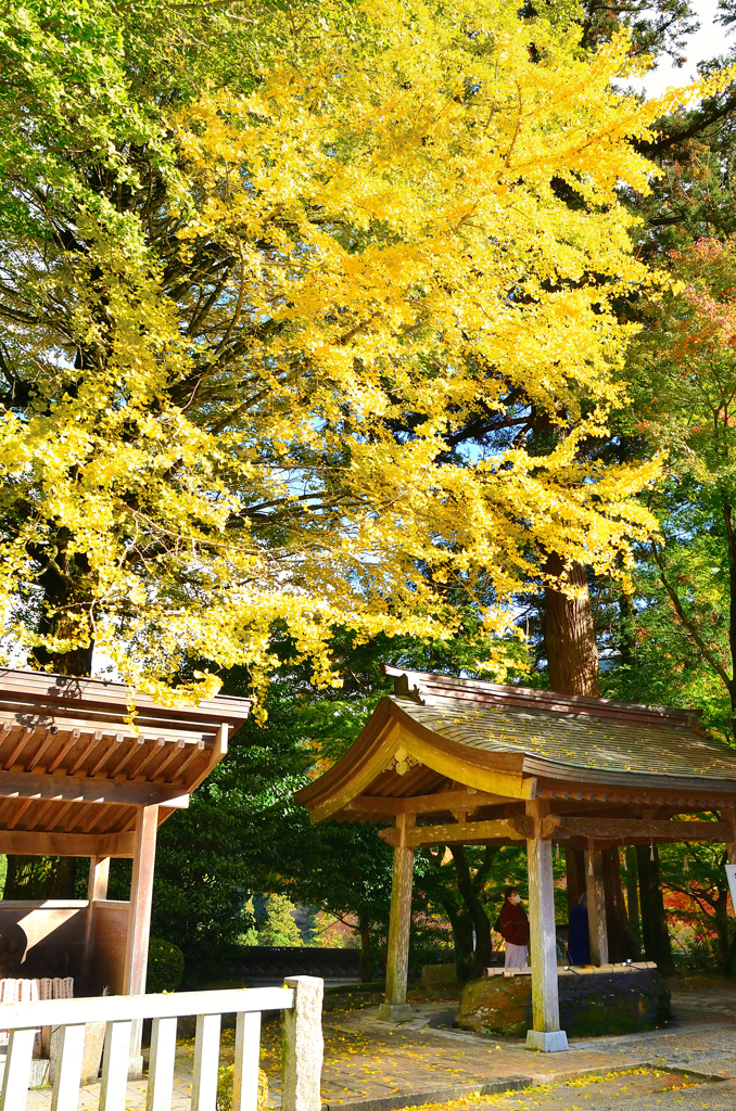 雷山千如寺2021　11月-1　銀杏と手水舎