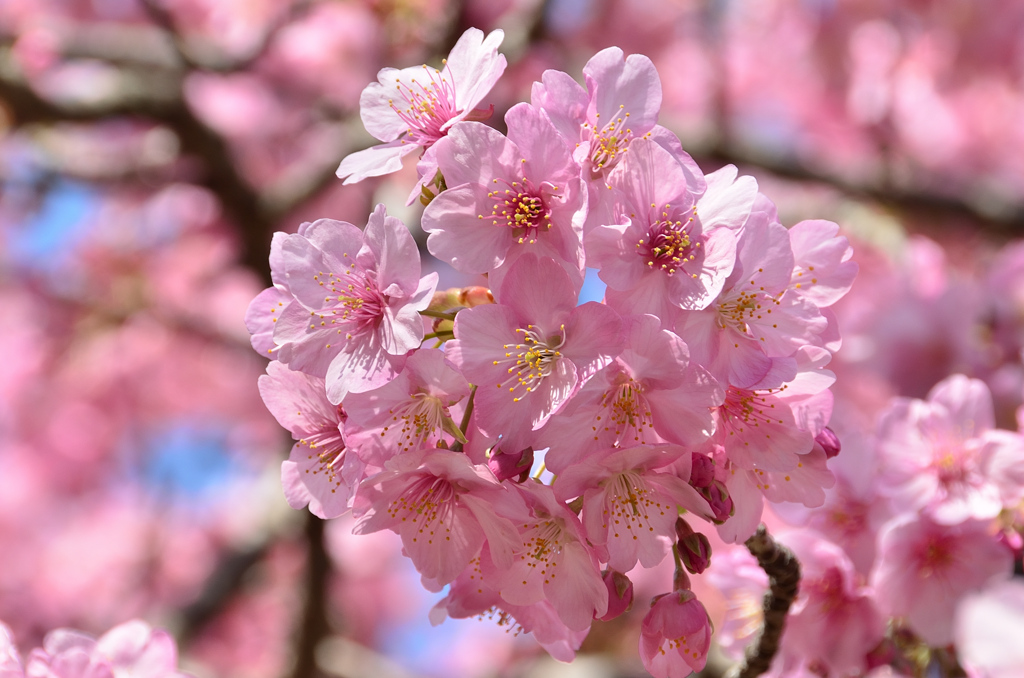 白野江2021　2月-4　河津桜②
