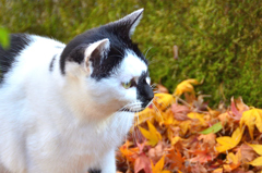 太宰府2023　冬-01　松屋　庭園の猫