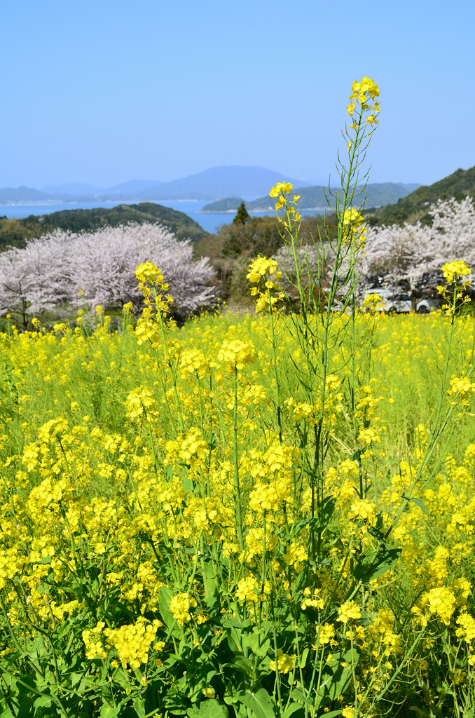 糸島　ゆらりんこ橋2022-3　潮風と菜の花