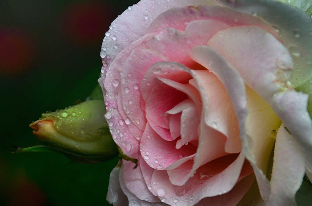 バルコニー2020　5月　薔薇　雨後①