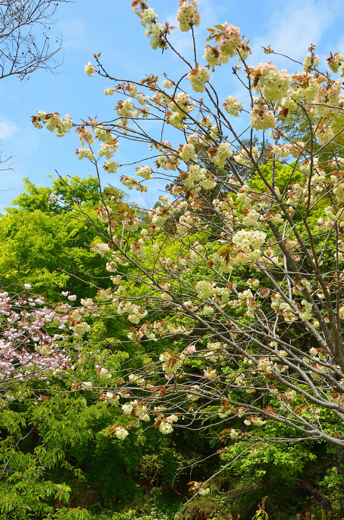 白野江2019　桜　鬱金＆普賢象