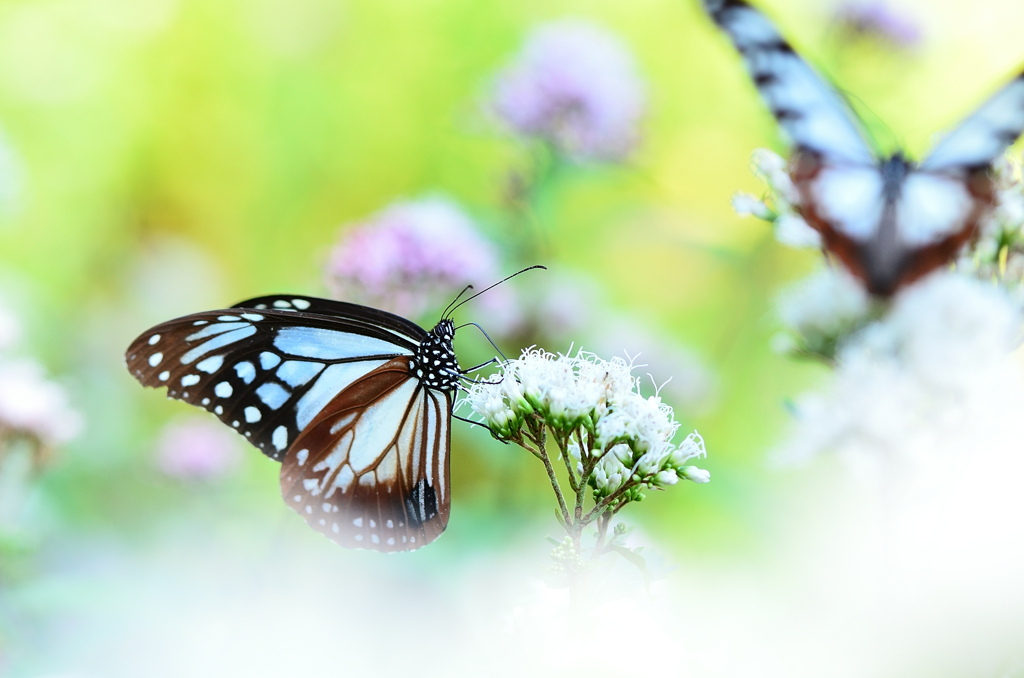 白野江2021　10月-3　アサギマダラ③