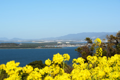 能古島2020　菜の花④