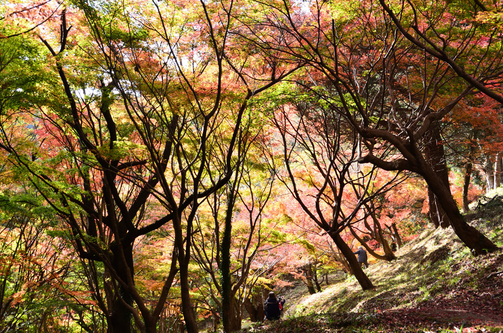 もみじ谷2018　紅葉②