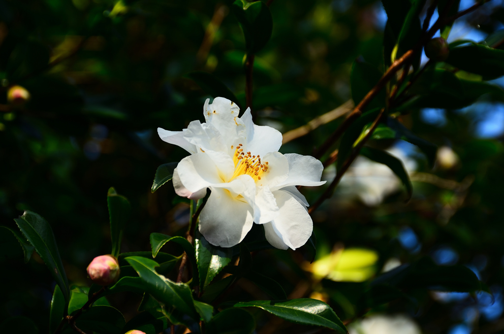 白野江2020　12月　山茶花②