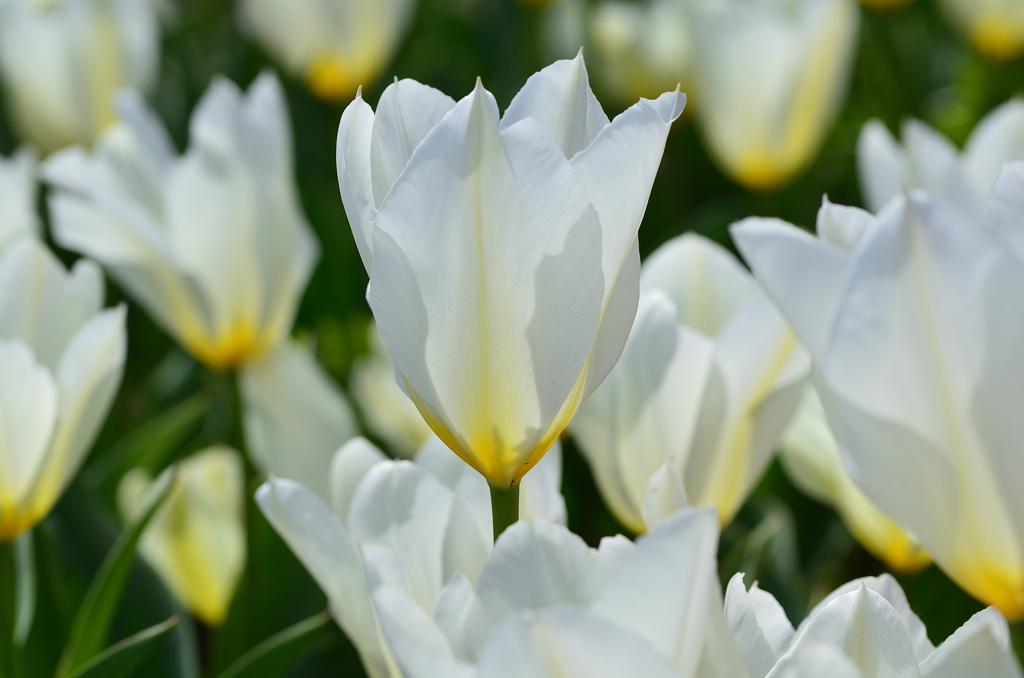 直方チューリップ祭2022　白いチューリップ