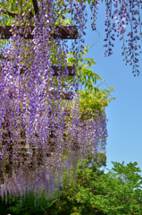 吉祥寺2019　4月　藤棚③