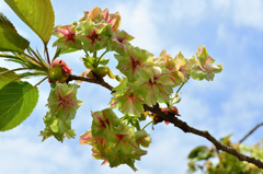 白野江2019　桜　御衣黄