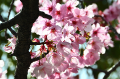 三萩野公園2022　3月　桜の透過光