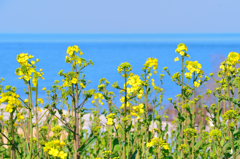 長崎鼻2025　3月-01　海の見える風景