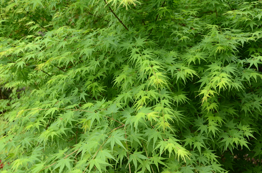 祐徳稲荷神社2018-2　青もみじ