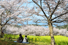 糸島　ゆらりんこ橋2022-4　桜の木の下で