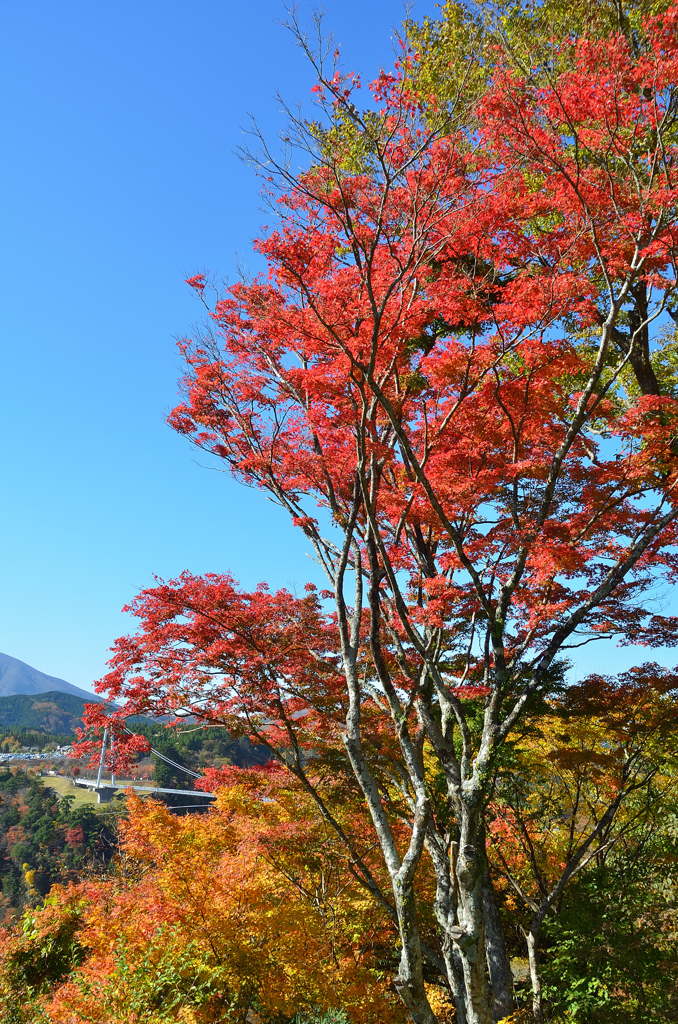 九重夢大吊橋2020　11月-2　紅葉