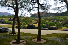 足立美術館2017　11月　日本庭園③