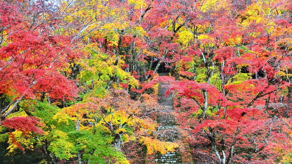 御霊もみじ2022　11月-4　石段と紅葉