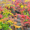 御霊もみじ2022　11月-4　石段と紅葉