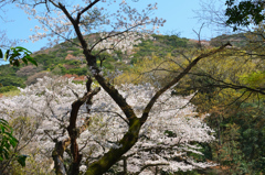 足立公園2020　春　散策　桜と山林