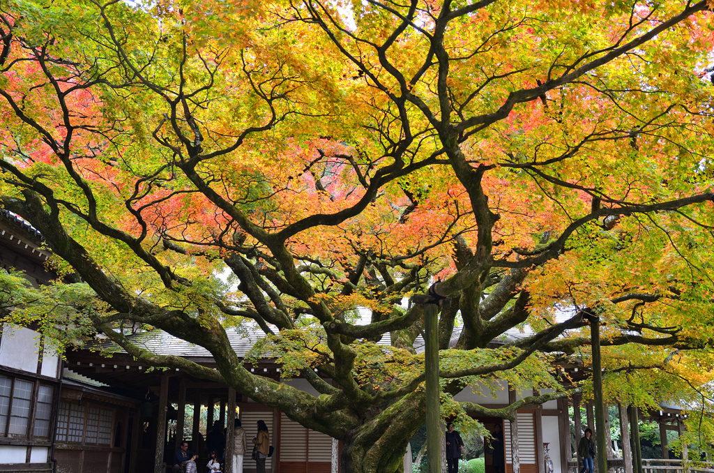 雷山千如寺2019　11月-3　大楓②