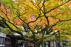 雷山千如寺2019　11月-3　大楓②