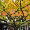 雷山千如寺2019　11月-3　大楓②